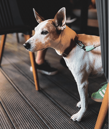 Outdoor dog exercise area