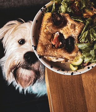 Pet Cafe service illustration