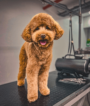 Pet Kuaför service illustration